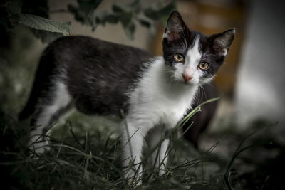 Portrait of kitten on field