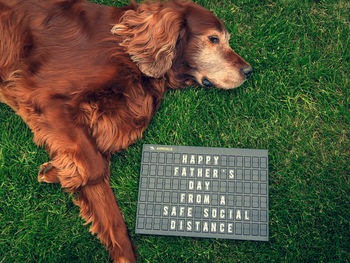 High angle view of a dog