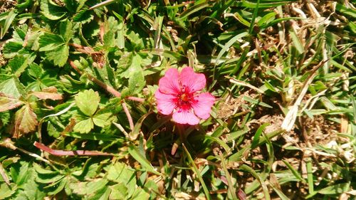 Close-up of pink flowers