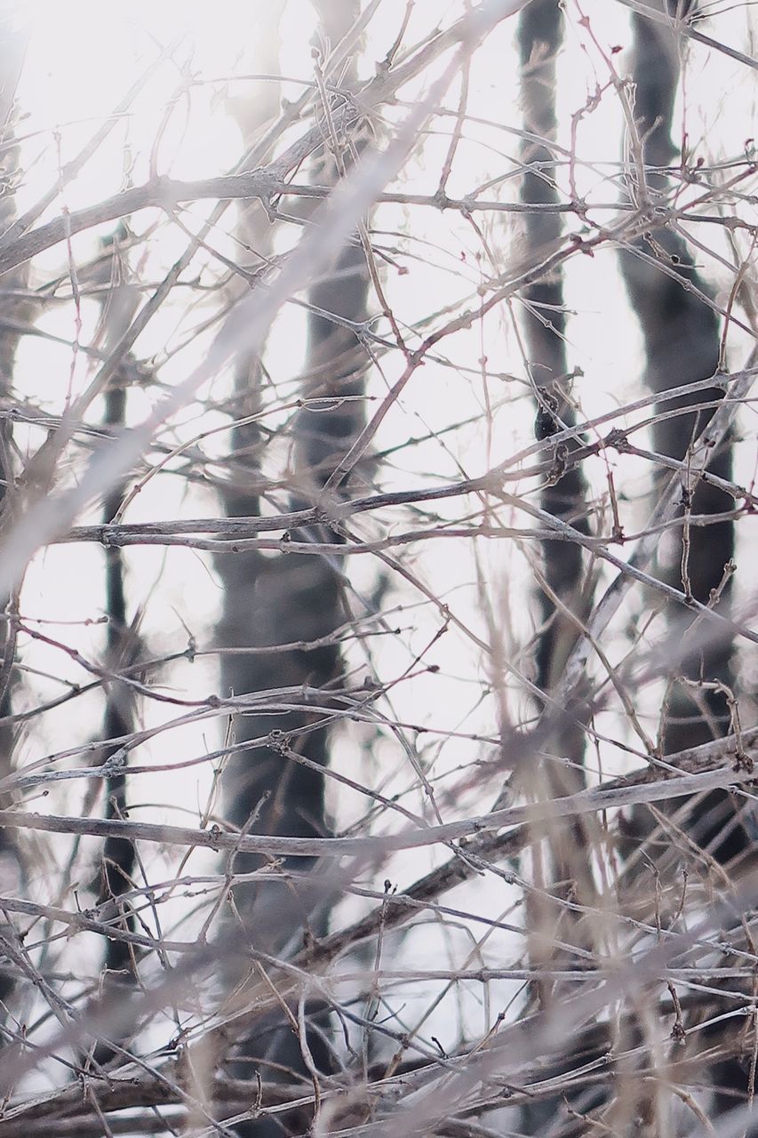 CLOSE-UP OF BIRD ON SNOW COVERED PLANTS