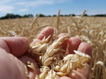 Close-up of hand holding wheat