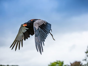 Low angle view of eagle flying in sky