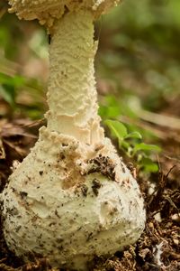 mushroom