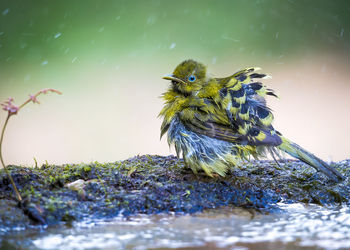 Close-up of bird perching on a plant