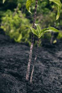 Close-up of plant on field