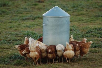 Chicken feeding on bird feeder