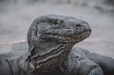 Portrait of komodo dragon, the biggest lizard in the world. monitor lizard, varanus.