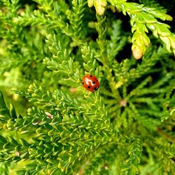 Close-up of ladybug on leaf