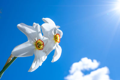 Low angle view of white flowering against blue sky