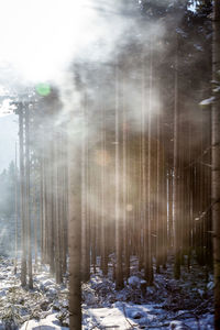 Trees in forest during winter