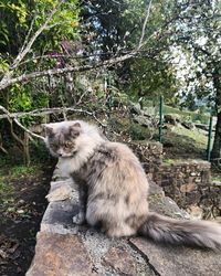 Cat sitting on a tree