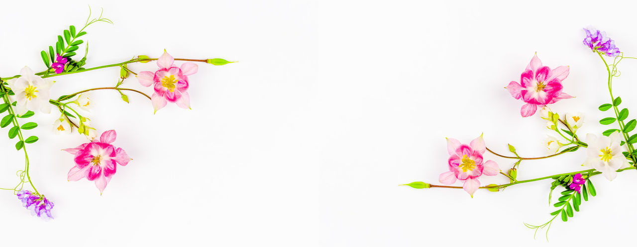 CLOSE-UP OF PINK FLOWER PLANT AGAINST WHITE BACKGROUND