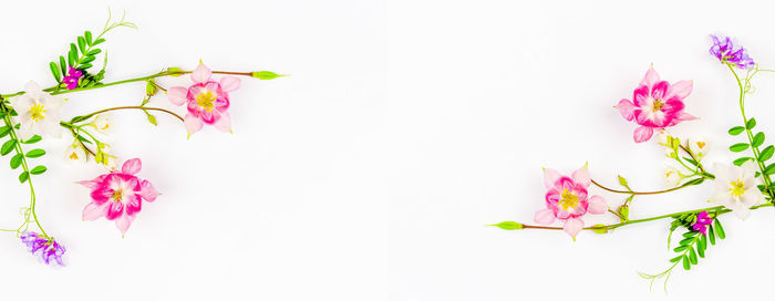 Close-up of pink flowering plant against white background