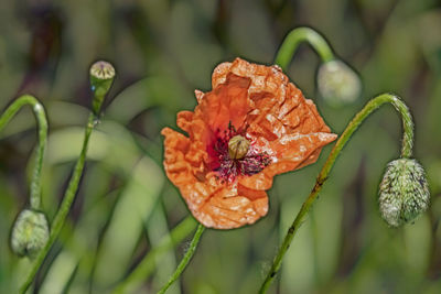 Close-up of orange flower bud