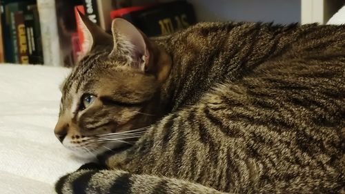 Close-up of a cat resting
