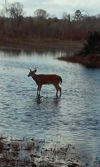 Horse in lake