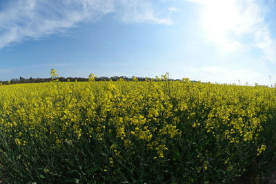 Scenic view of oilseed rape field against sky