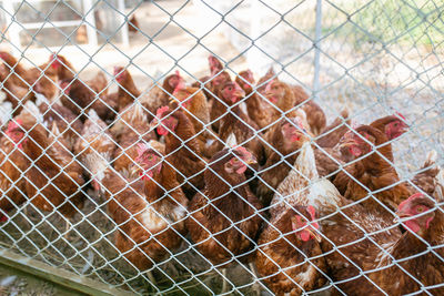 Picture of brown chicken hen in hens poultry farm. hungry chickens at free range behind the net.