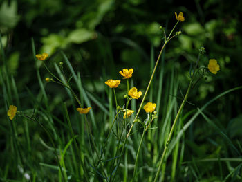 Close-up of yellow flowering plants on field