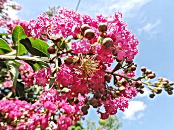 Low angle view of pink flowers