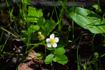 High angle view of flowering plant on field