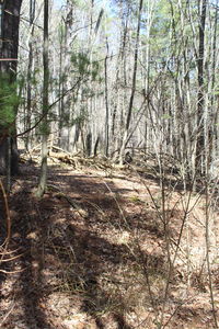 Bare trees in forest