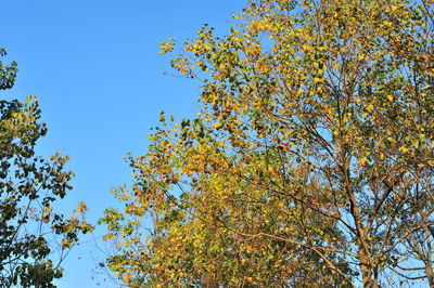 Low angle view of blooming tree against blue sky