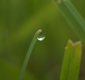 Close-up of water drops on grass