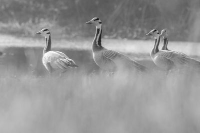 Birds in a lake in a foggy morning