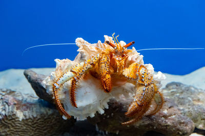 sea