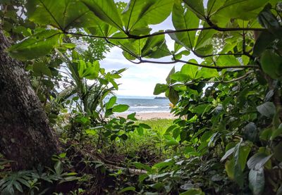 Plants by sea against sky