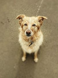 High angle portrait of dog standing outdoors