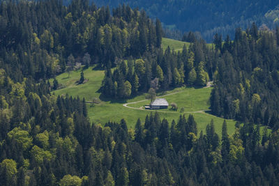 Panoramic view of pine trees in forest