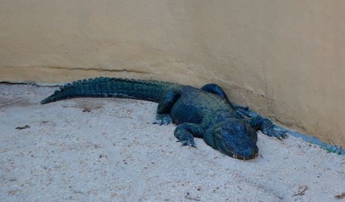 High angle view of lizard on sand