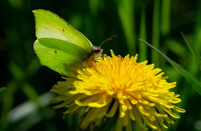 Close-up of butterfly pollinating on yellow flower