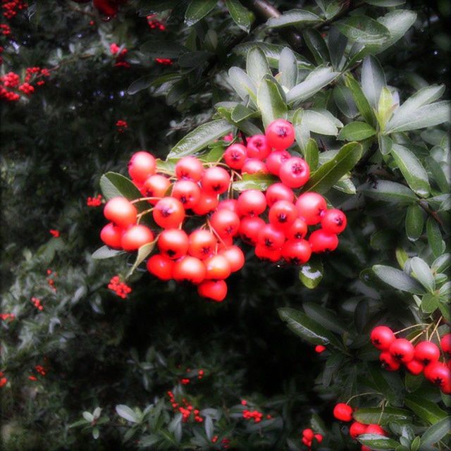 red, growth, fruit, tree, freshness, branch, nature, food and drink, beauty in nature, leaf, plant, berry fruit, berry, day, growing, outdoors, close-up, tranquility, food, no people