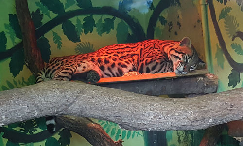 Close-up of tiger against trees