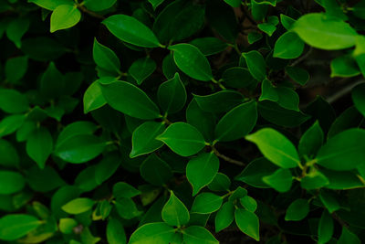 Background nature banyan tree bush, the tree decorate in the garden.