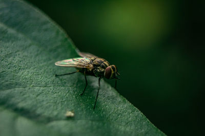 Close-up of fly on leaf