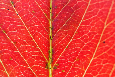 red