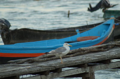 Seagull perching on wooden post