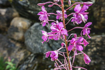 Close-up of pink flowering plant