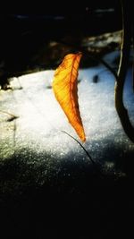 Close-up of leaf in water