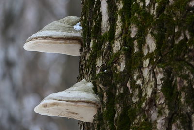 Close-up of mushroom growing on tree trunk