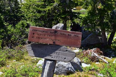 Text on wood against trees in forest