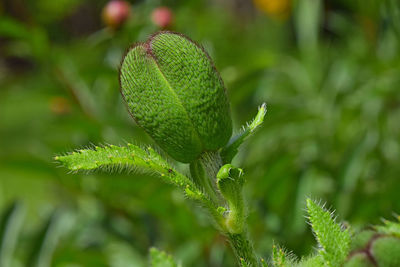 Close-up of leaves