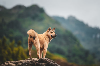 View of a dog on rock