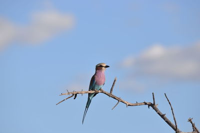 Low angle view of bird perching on branch against sky