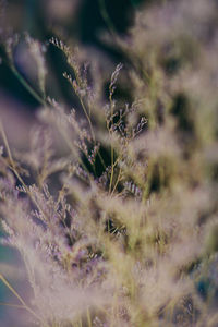 Close-up of flowering plants on field