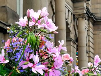 Close-up of pink flowering plant against building